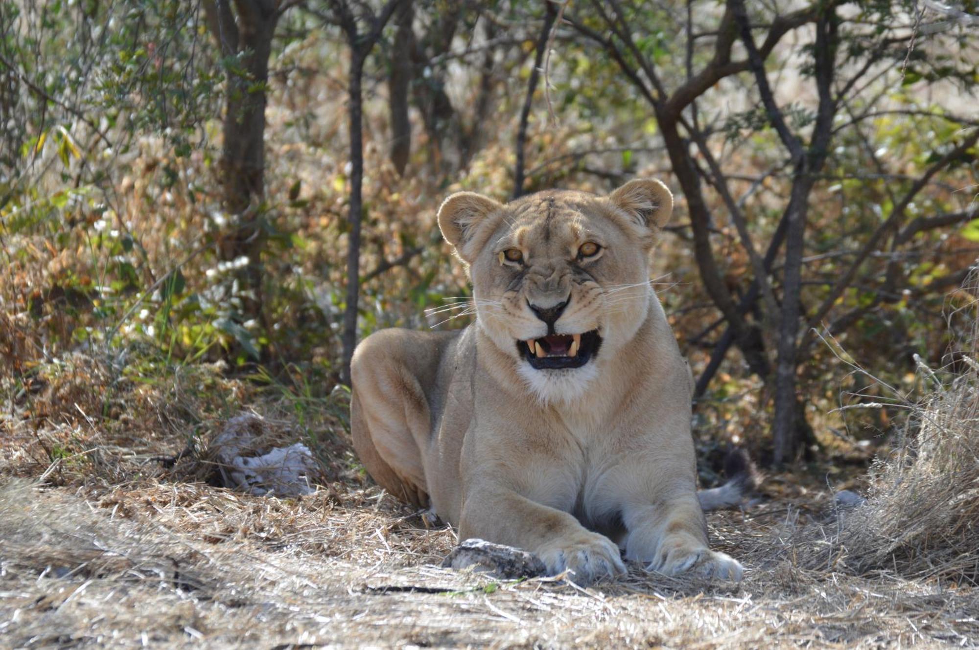 Aloegrove Safari Lodge Otjiwarongo Extérieur photo