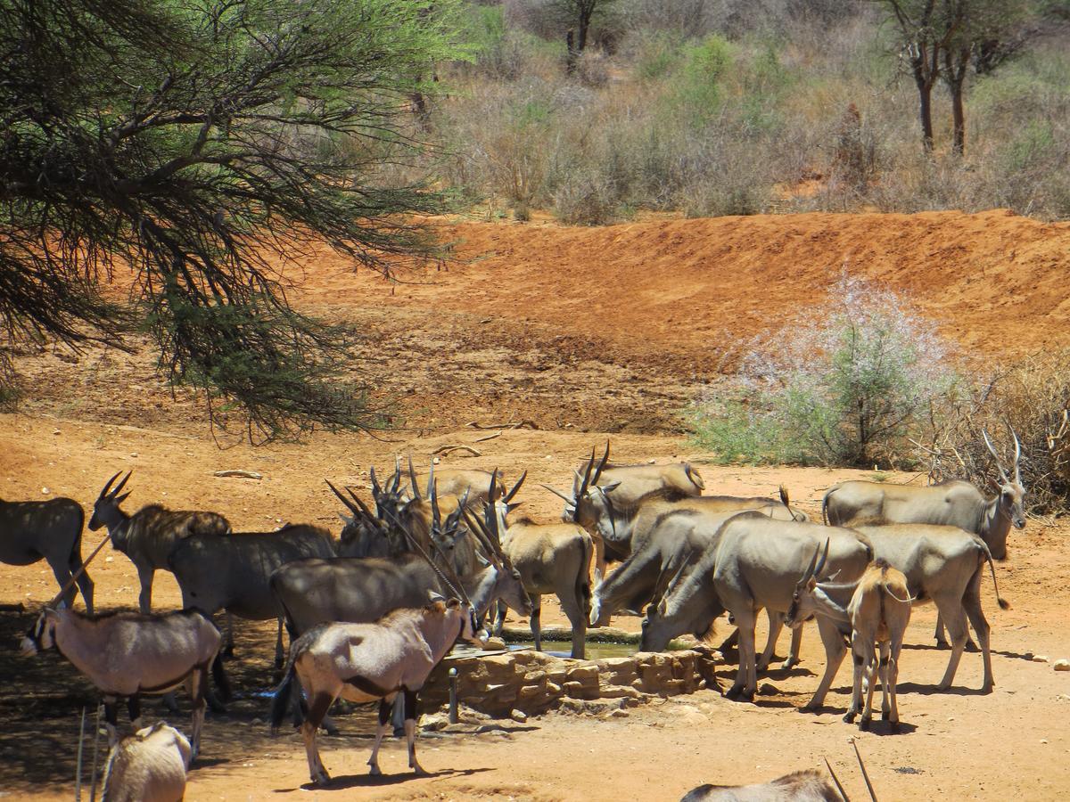 Aloegrove Safari Lodge Otjiwarongo Extérieur photo