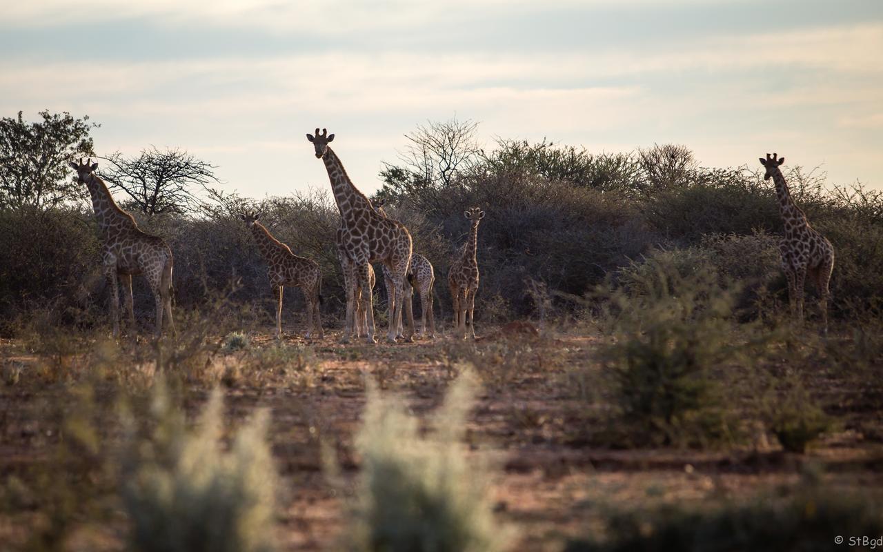 Aloegrove Safari Lodge Otjiwarongo Extérieur photo