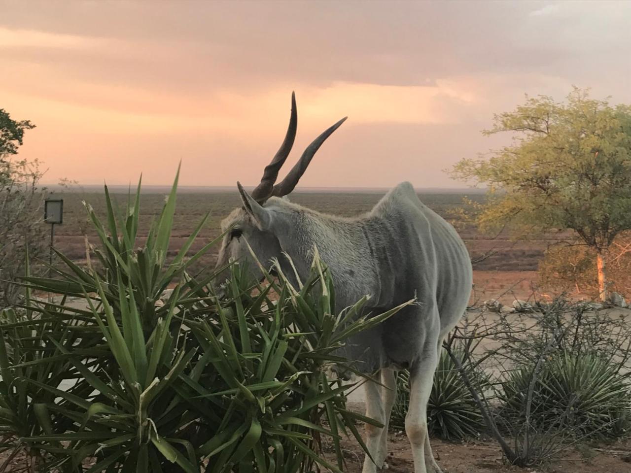 Aloegrove Safari Lodge Otjiwarongo Extérieur photo
